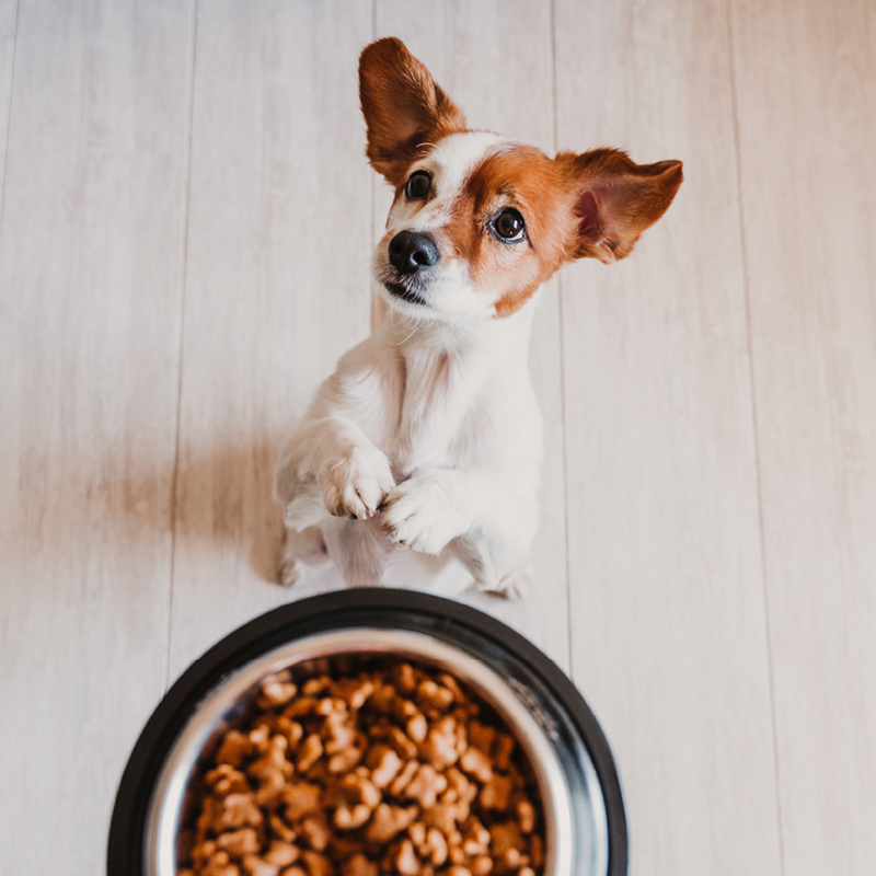 a dog looking up at a bowl of food