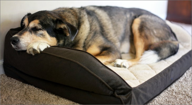 a dog lying on a dog bed