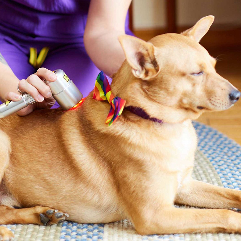 a-person-using-a-laser-therapy-tool-to-a-dog