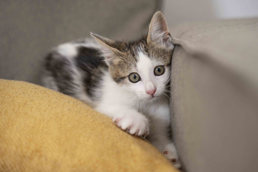 Falmouth Veterinary Hospital Patient Gallery Vet Clinic In Falmouth