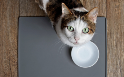 September Newsletter: Dry Food vs. Wet Food: Which is Better for Your Cat?