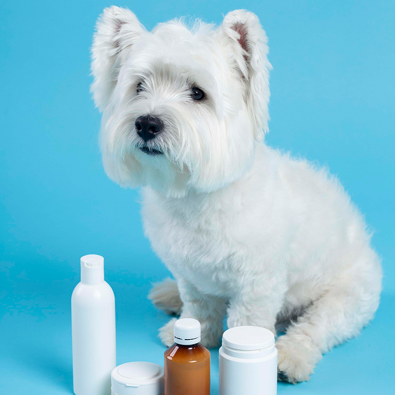 a dog sitting next to bottles