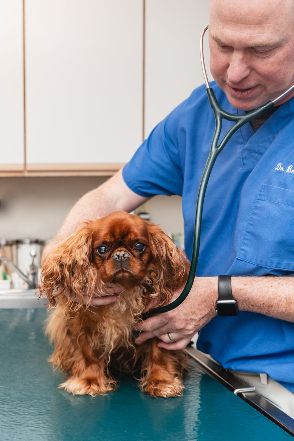 Best Vet Hospital In Falmouth, ME Falmouth Veterinary