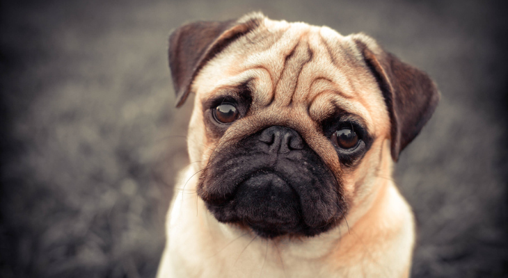 concerned-pug-wonders-when-his-next-vaccine-will-be-scheduled