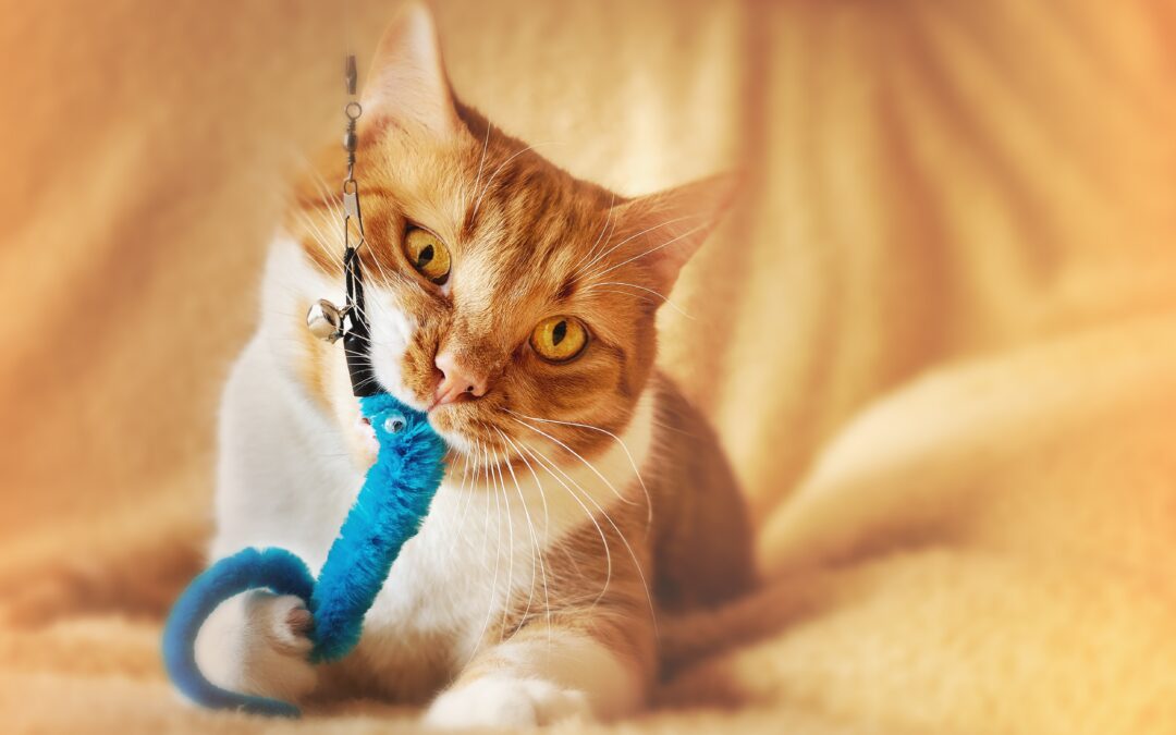 Ginger cat laying down, chewing on a cat toy.