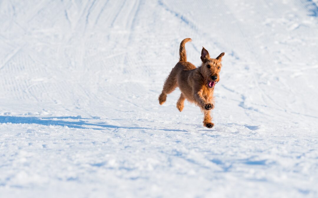 Terrier happily running through the snow.