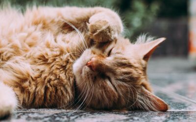 Nurturing Senior Cats During National Cat Health Month