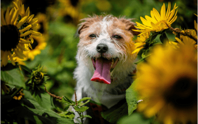 Signs of Spring Allergies in Pets