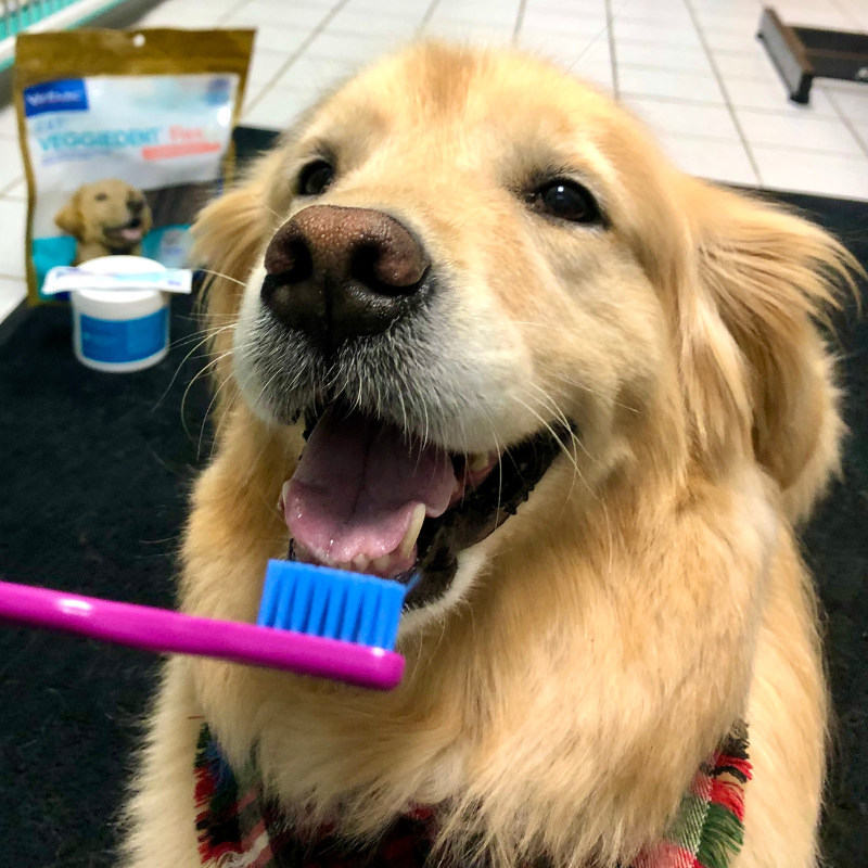 a dog being examined by a person