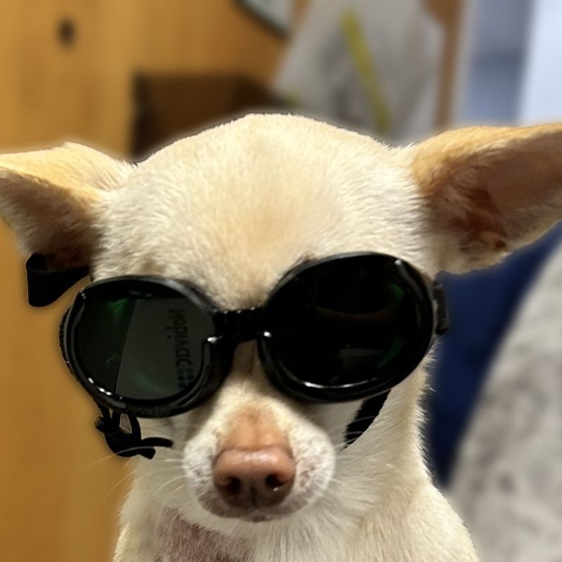 a-person-using-a-laser-therapy-tool-to-a-dog